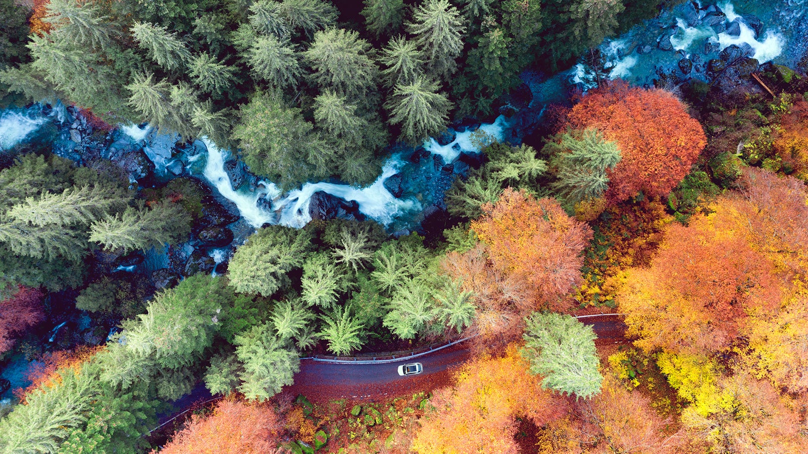 Bäume überstehen Hitzestress Versuchswald zeigt, wie Wälder dem